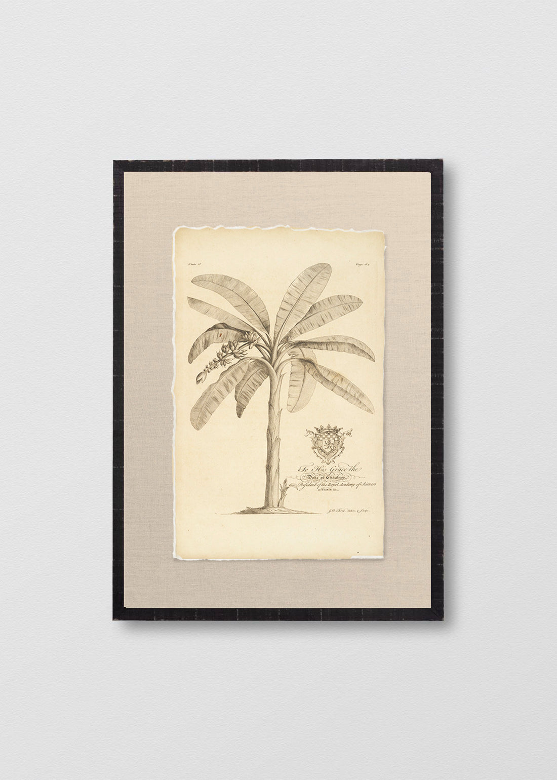 Cuadro Papiro Palmera Antigua II