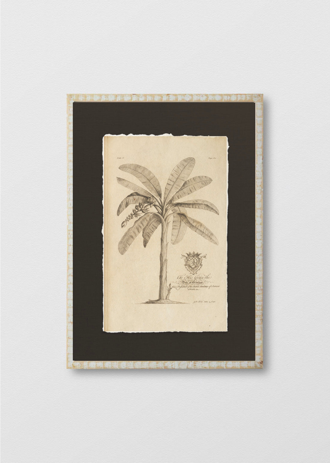 Cuadro Papiro Palmera Antigua II