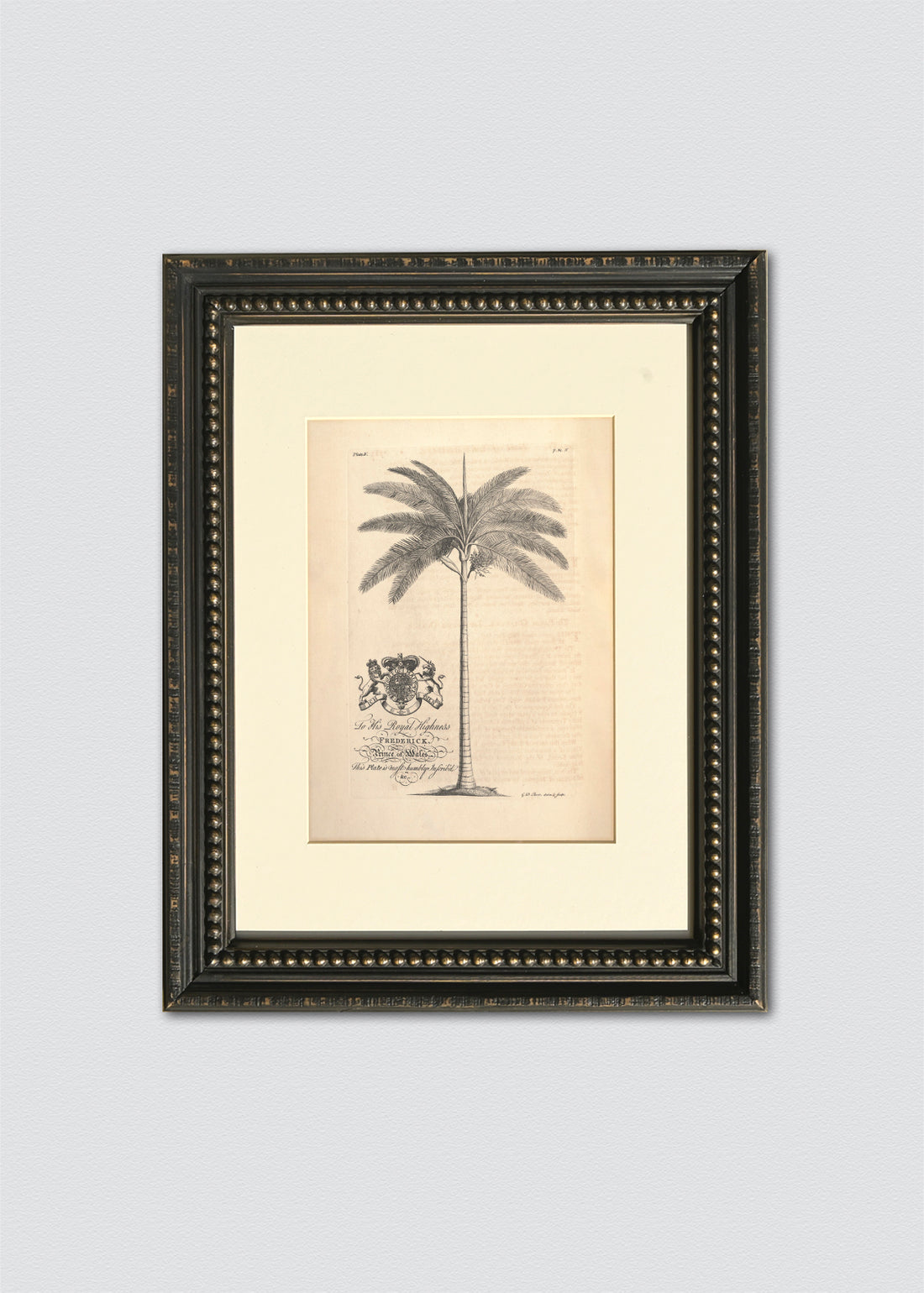 Cuadro Dibujo Palmera Antigua Marco Vintage Perlas