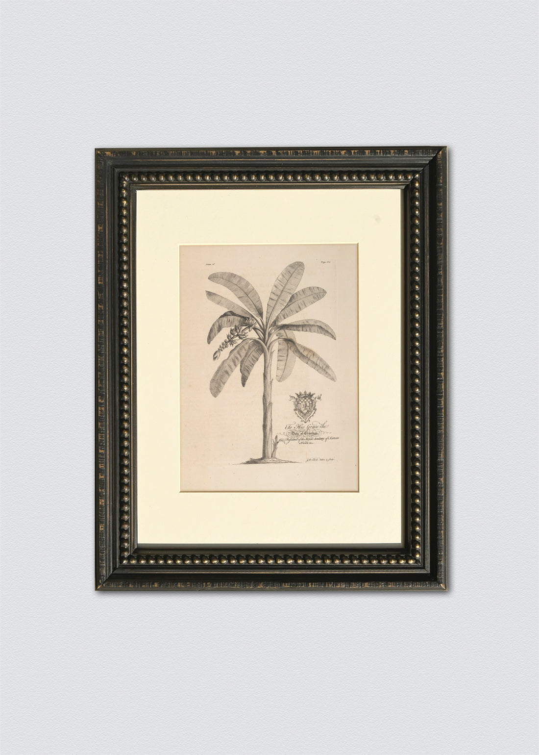 Cuadro Papel Algodón dibujo palmera antigua II marco vintage perlas