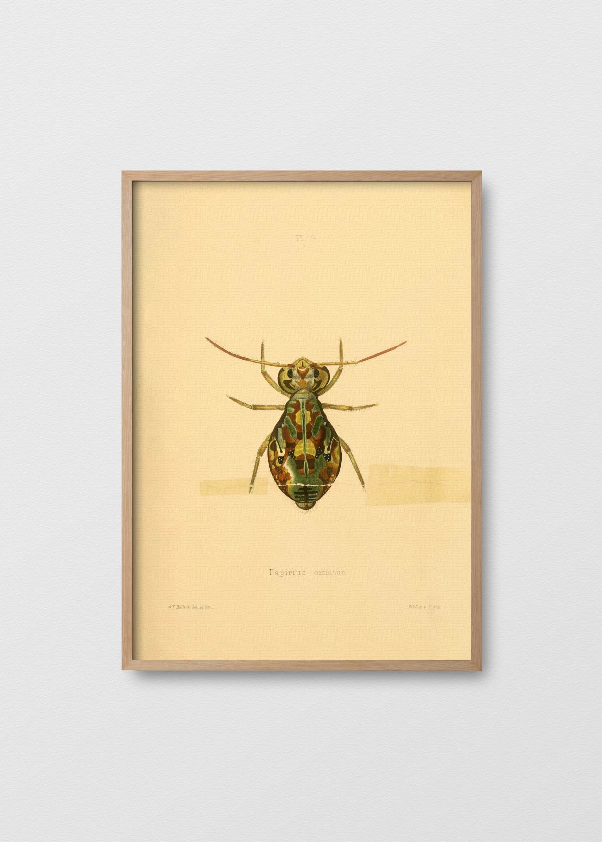 Cuadro Papel Algod n Papirius Ornatus Testimonia cuadro-papel-algod-n-papirius-ornatus-testimonia