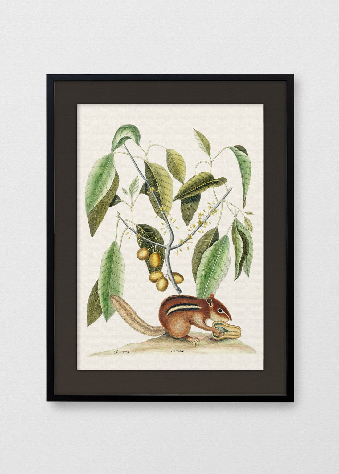 NEGRO LINO NEGRO