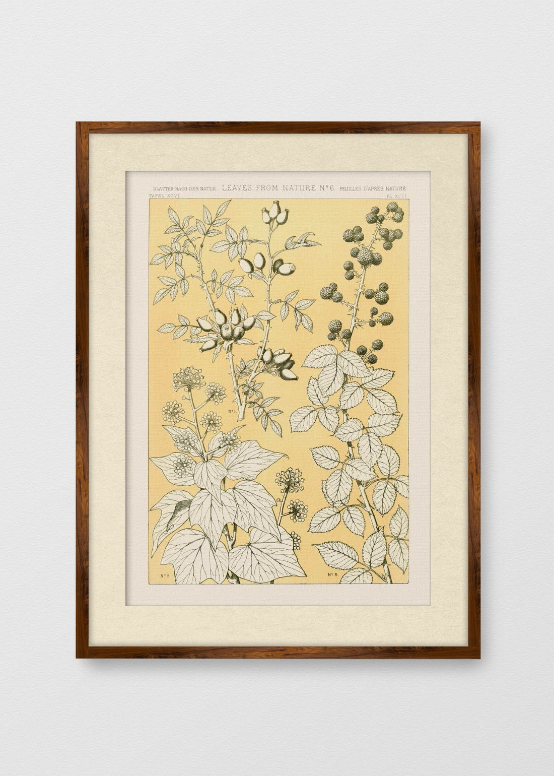 TINTE NOGAL BLANCO INVIERNO