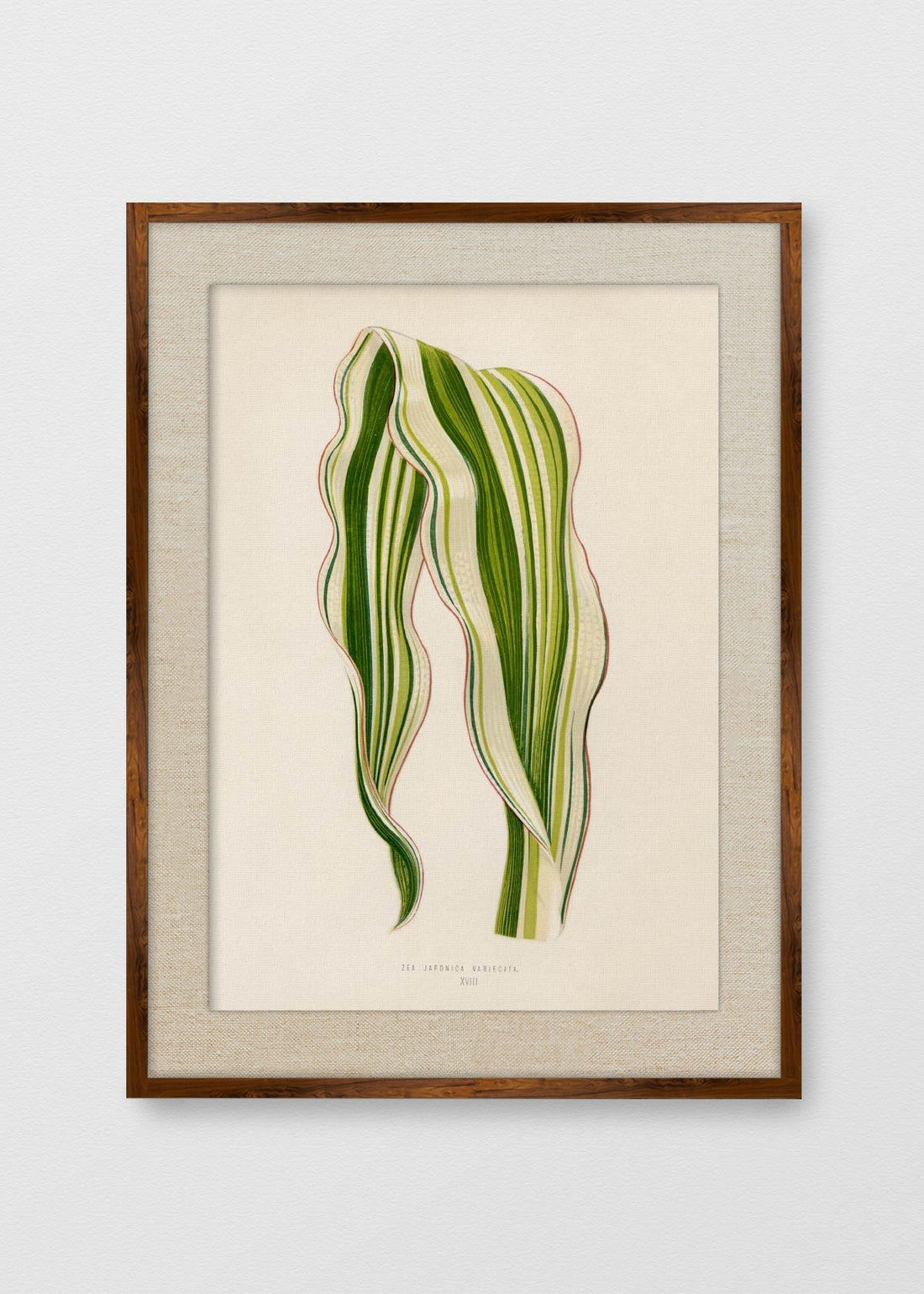 TINTE NOGAL LINO CRUDO