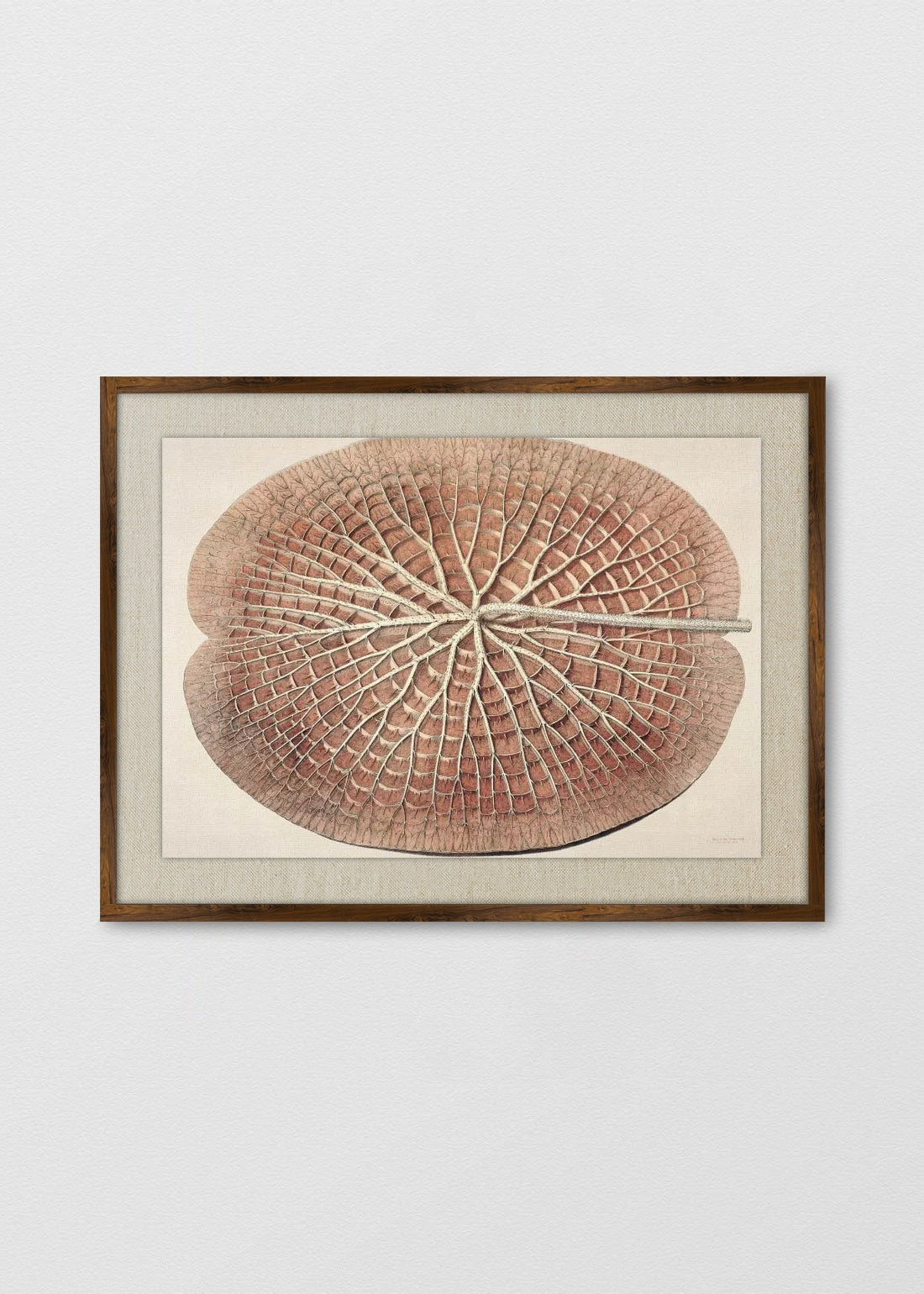 TINTE NOGAL LINO CRUDO