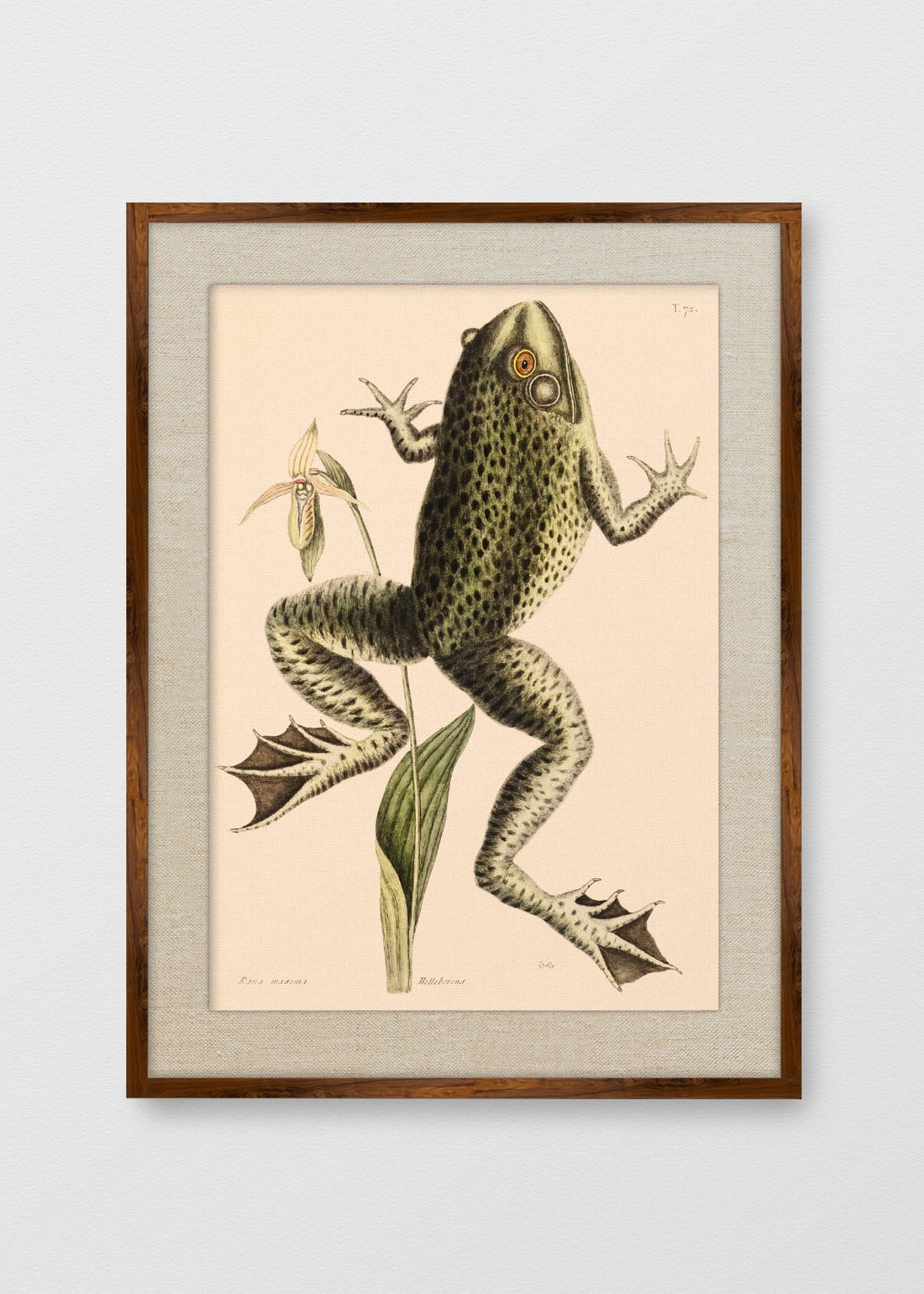 TINTE NOGAL LINO CRUDO