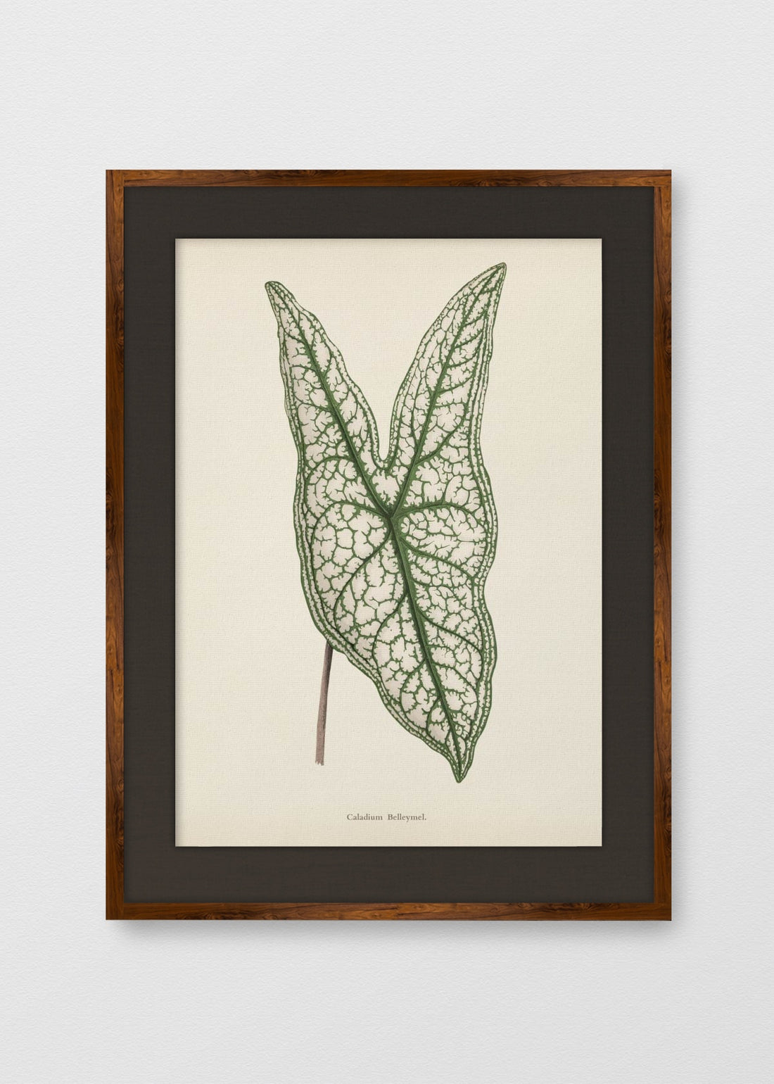 TINTE NOGAL LINO NEGRO