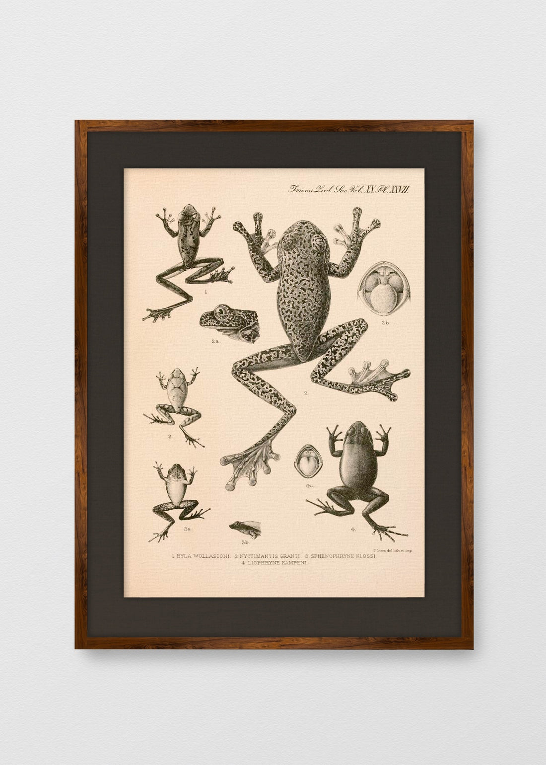 TINTE NOGAL LINO NEGRO