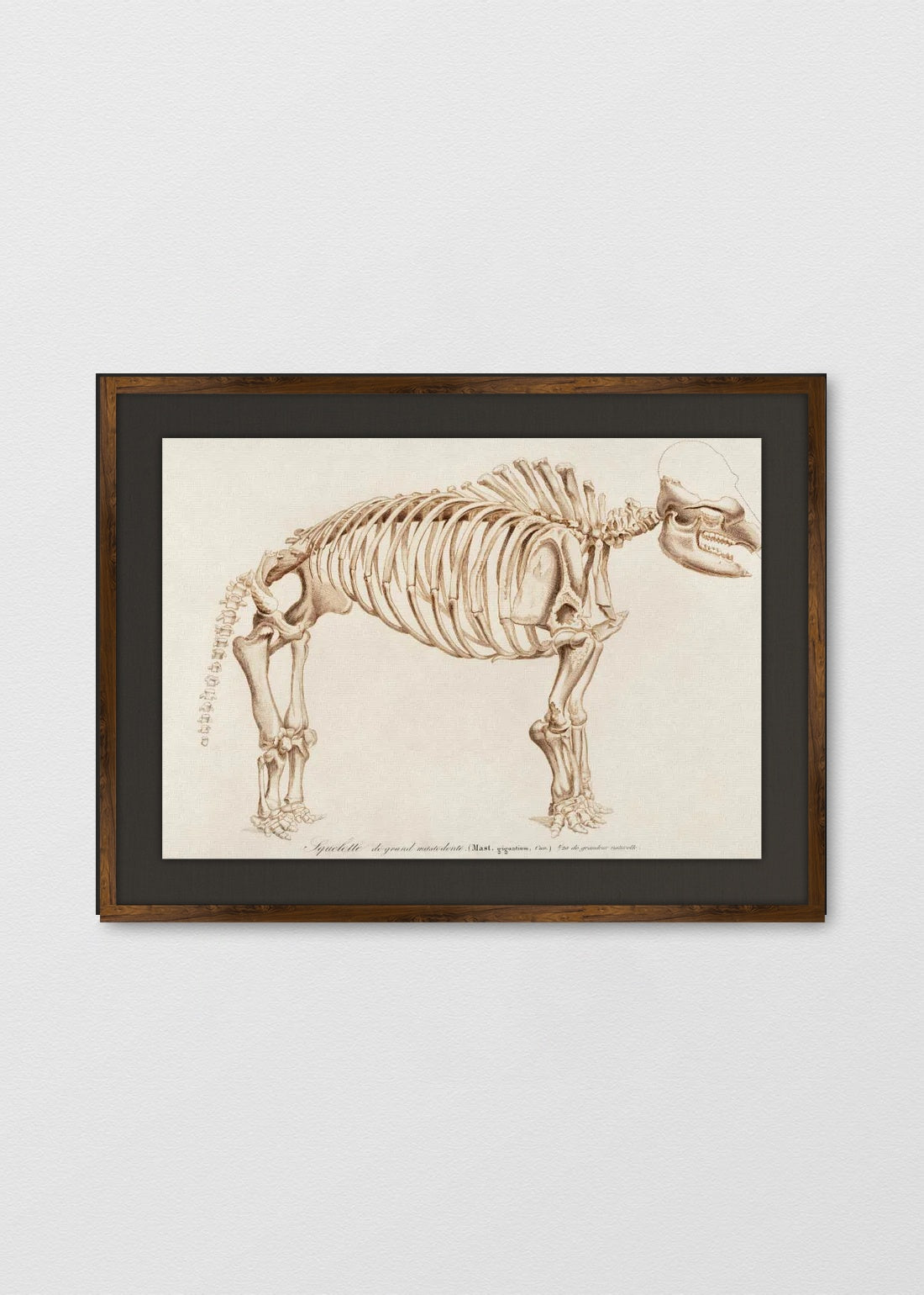 TINTE NOGAL LINO NEGRO