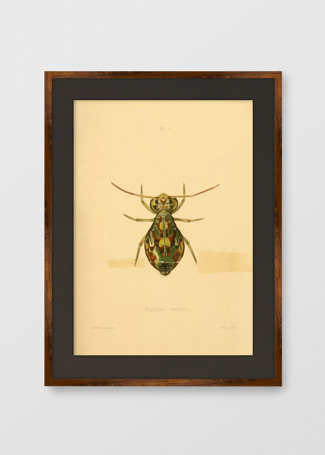 TINTE NOGAL LINO NEGRO
