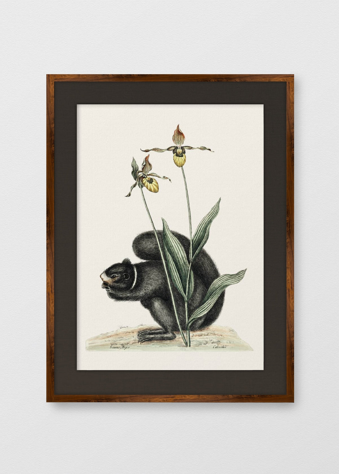 TINTE NOGAL LINO NEGRO