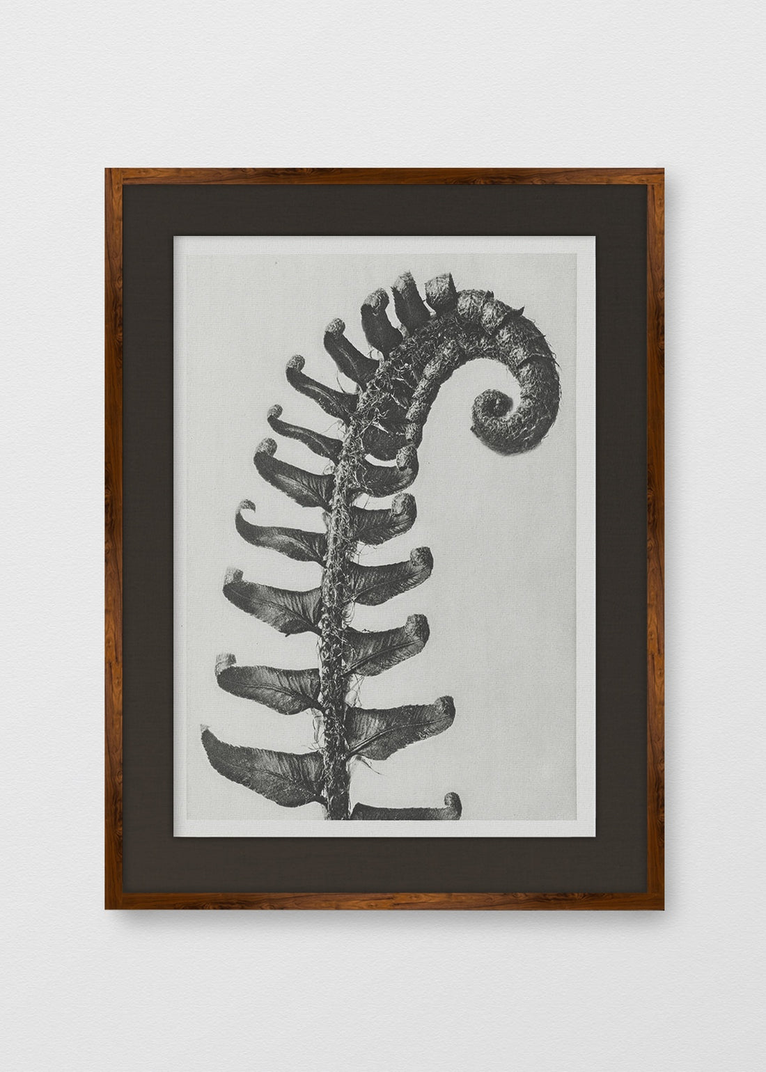TINTE NOGAL LINO NEGRO