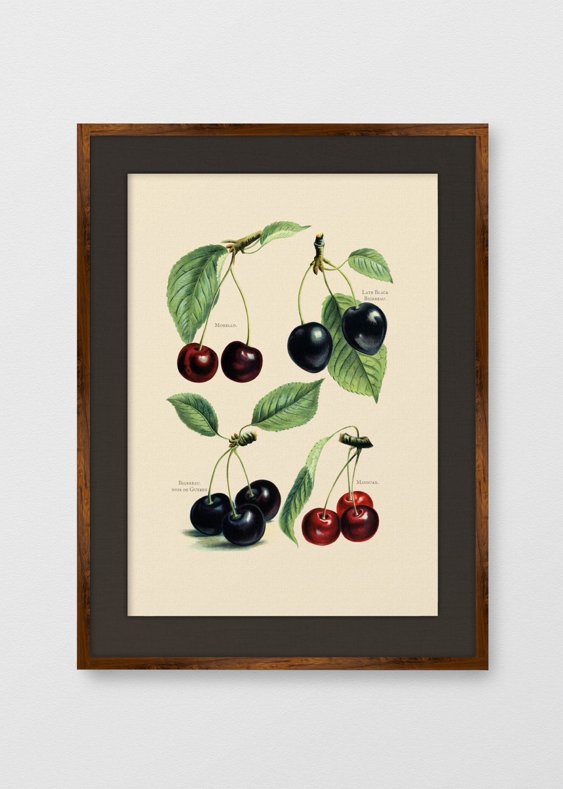 TINTE NOGAL LINO NEGRO