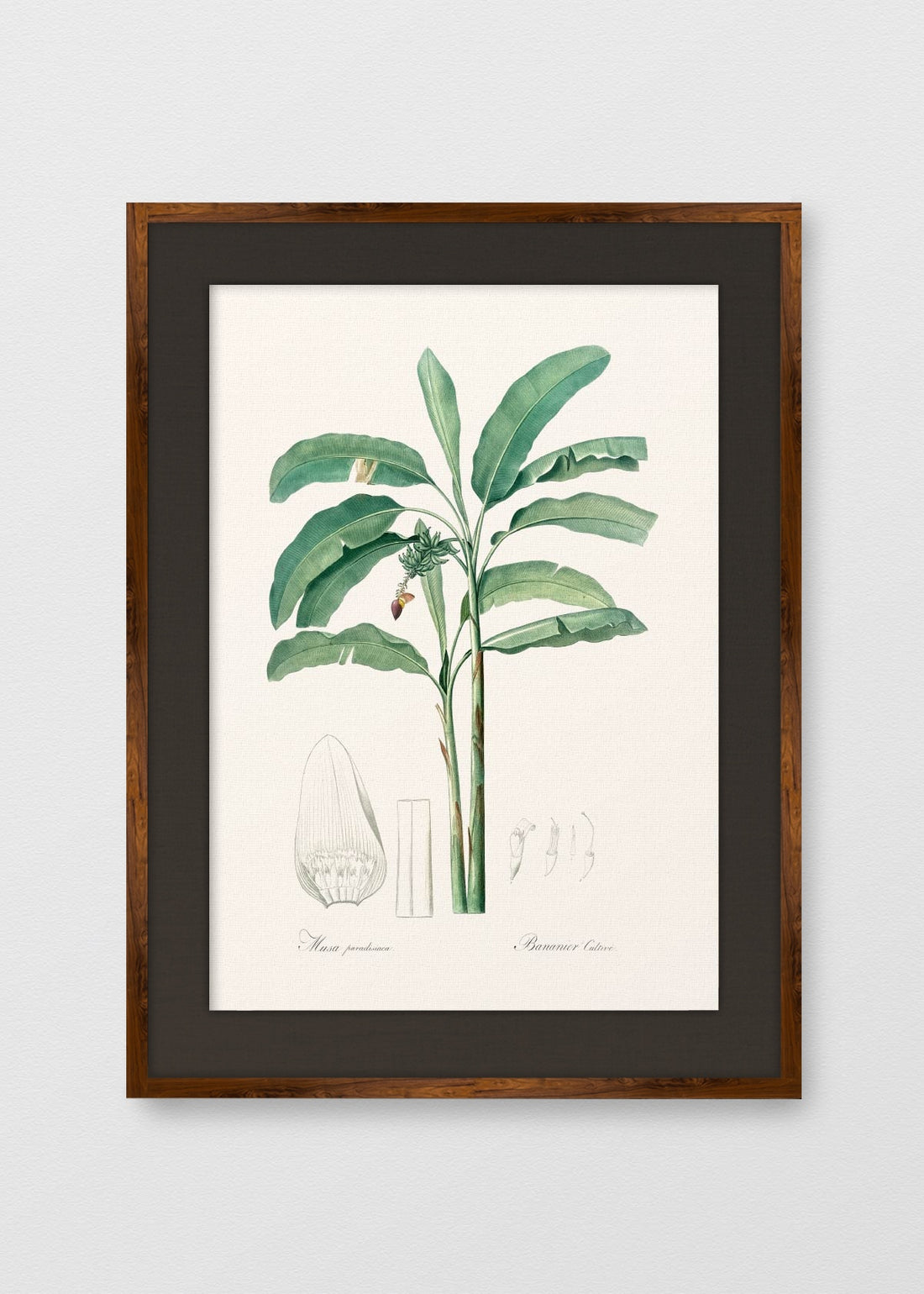 TINTE NOGAL LINO NEGRO