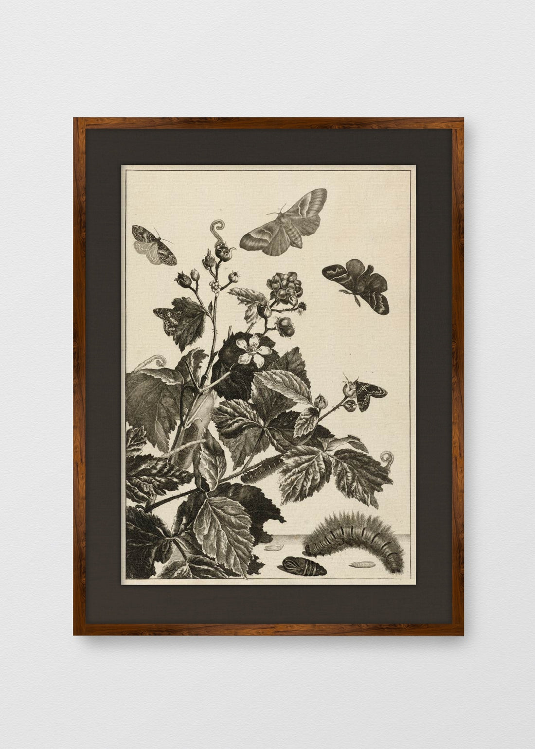 TINTE NOGAL LINO NEGRO