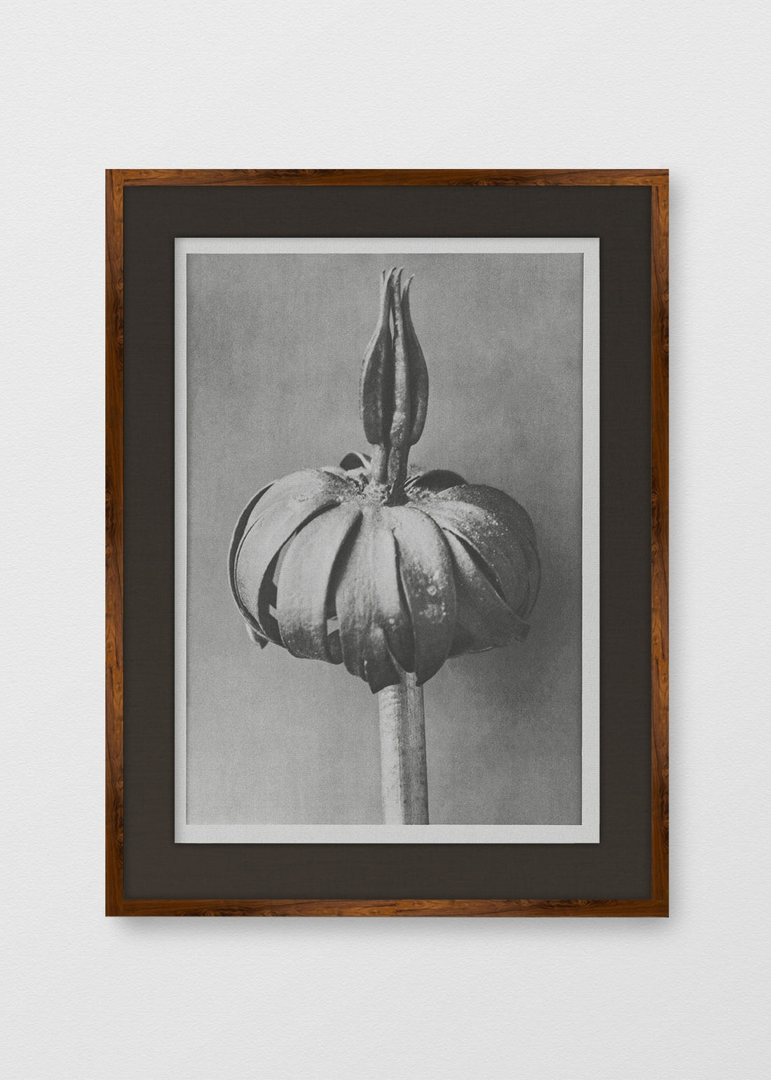 TINTE NOGAL LINO NEGRO