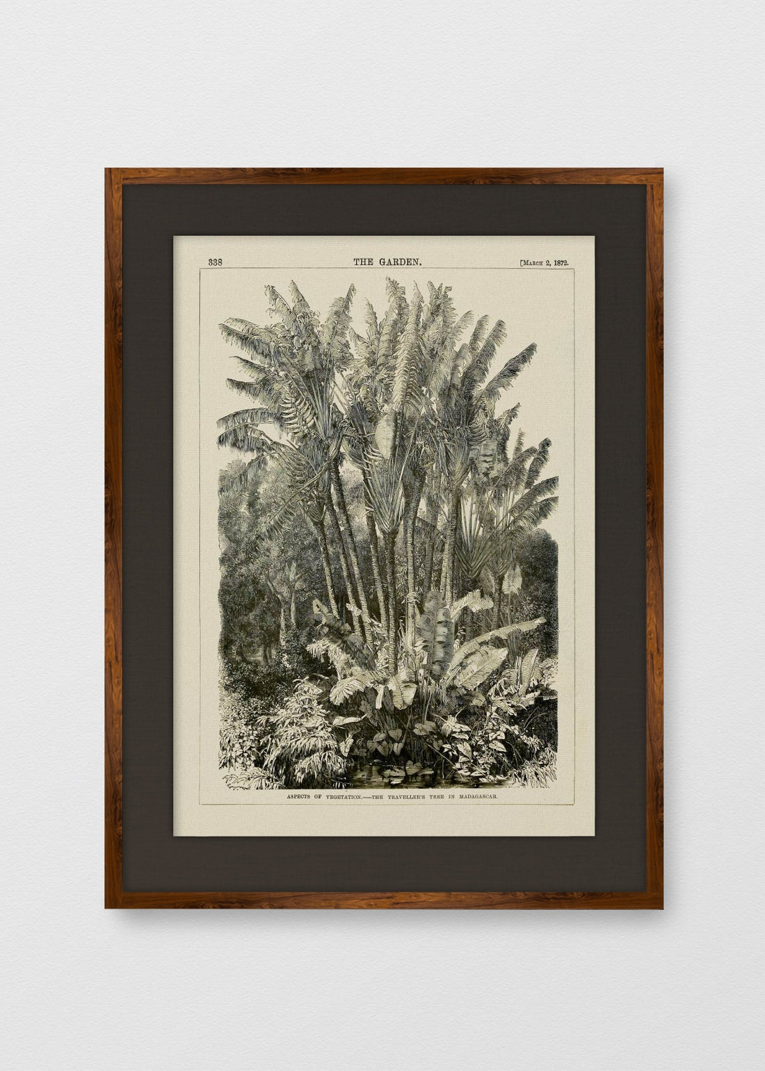 TINTE NOGAL LINO NEGRO