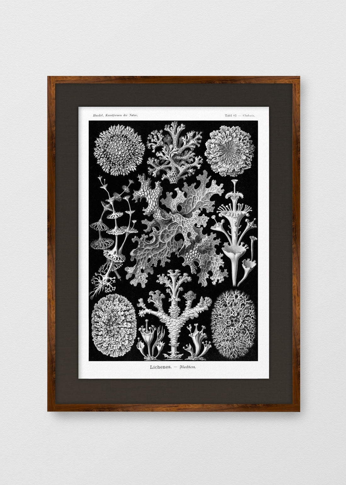 TINTE NOGAL LINO NEGRO