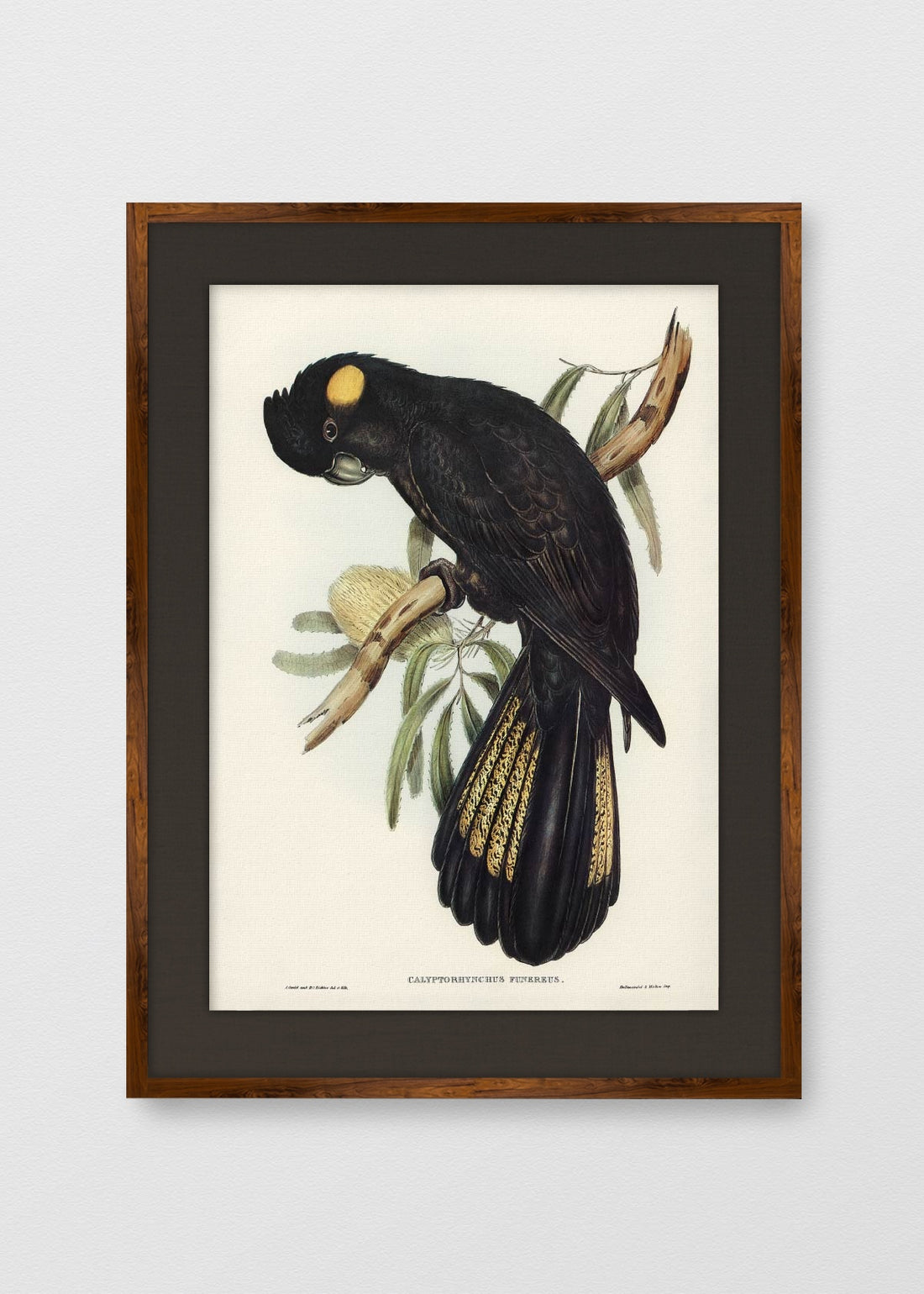 TINTE NOGAL LINO NEGRO