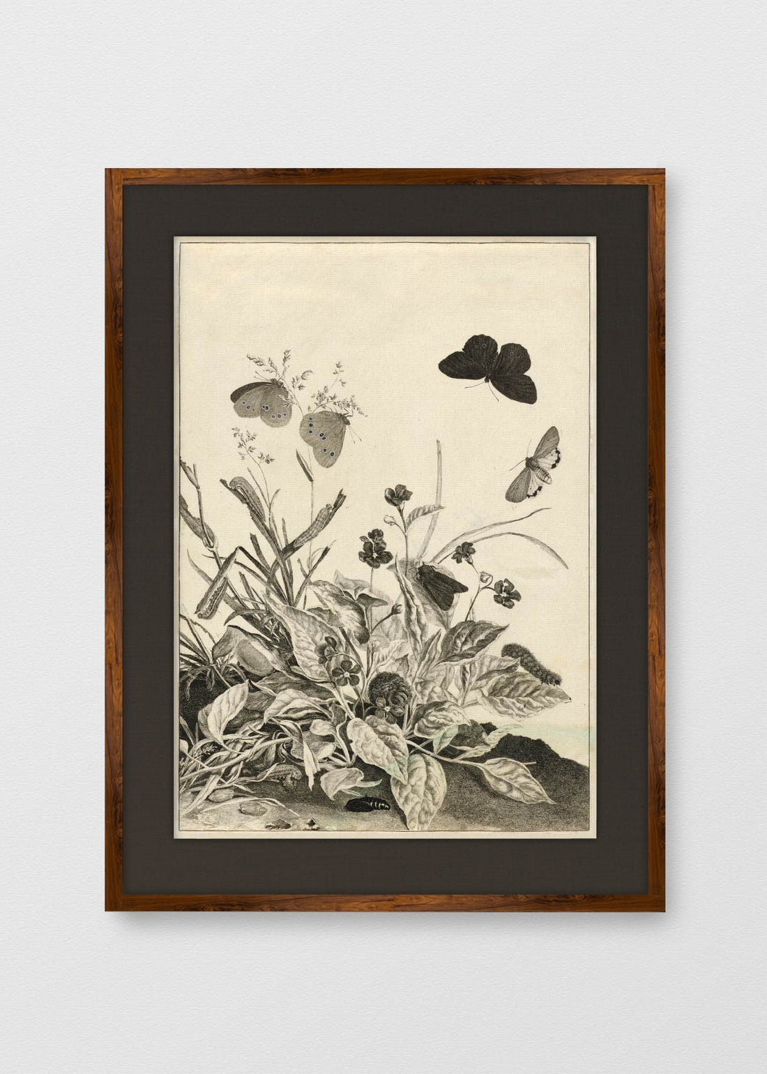 TINTE NOGAL LINO NEGRO