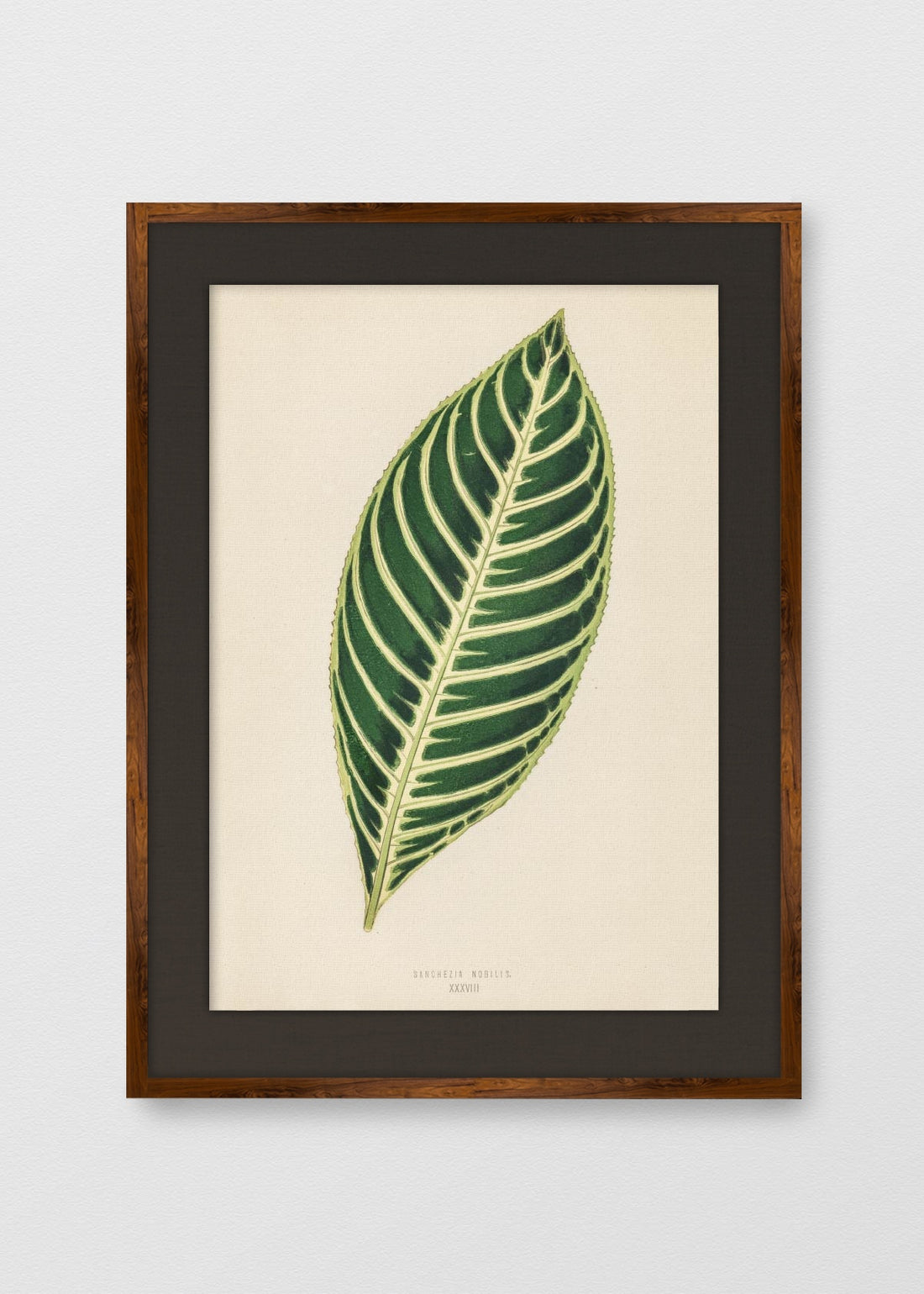 TINTE NOGAL LINO NEGRO
