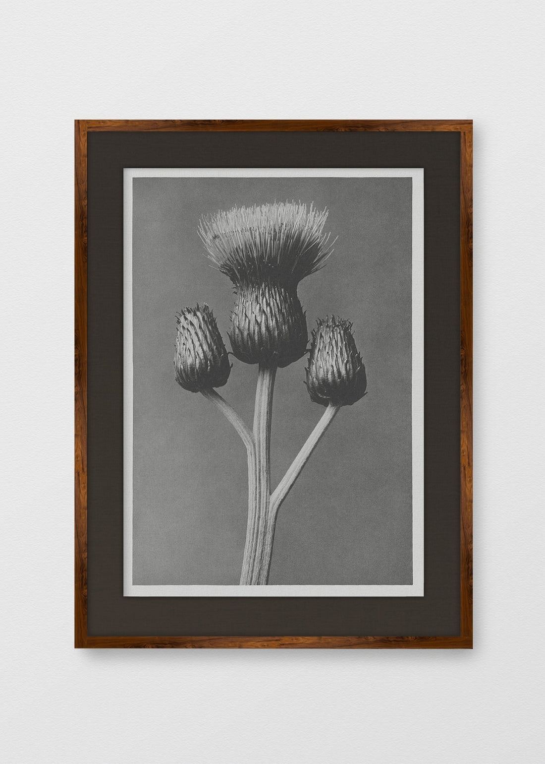 TINTE NOGAL LINO NEGRO
