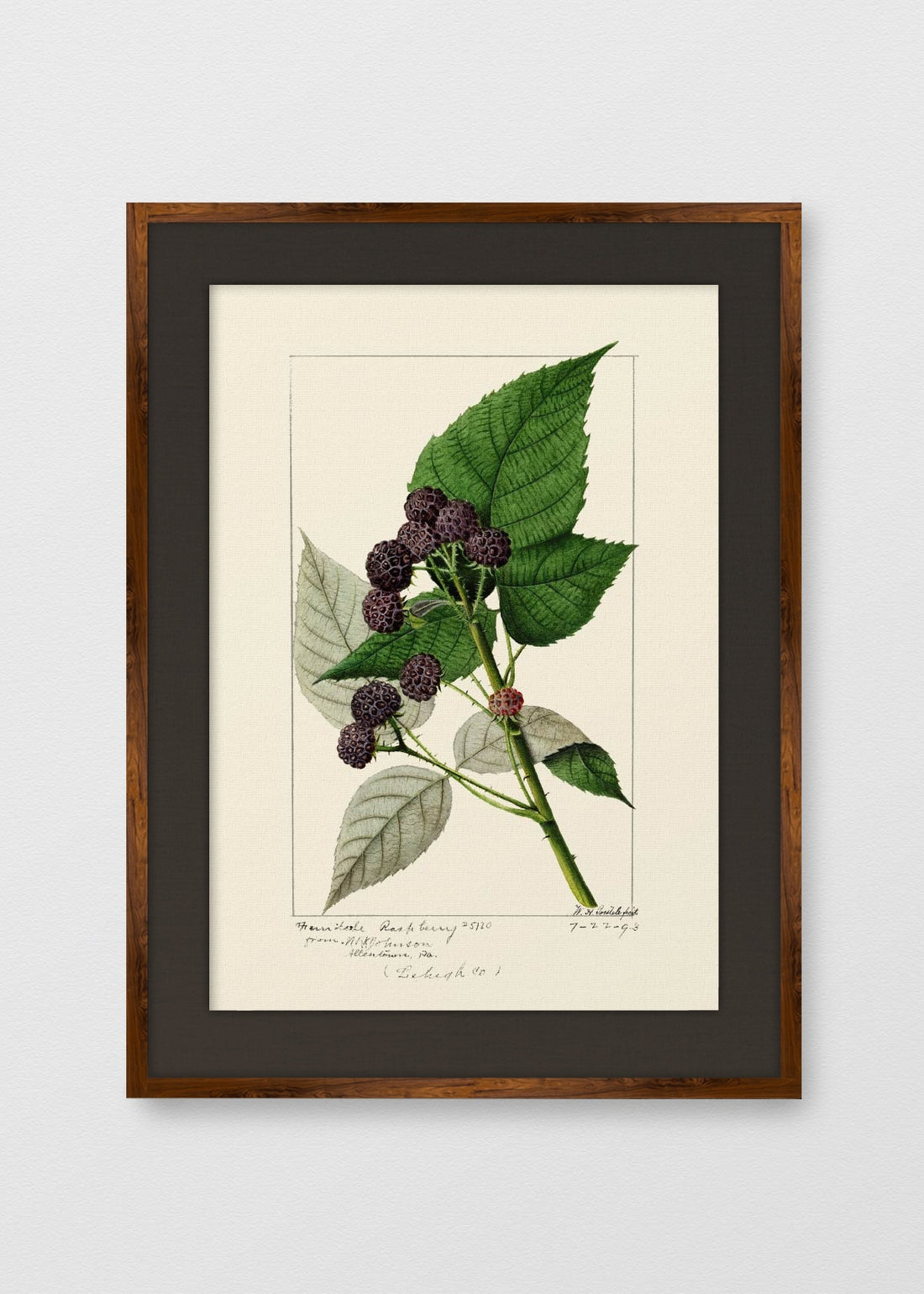 TINTE NOGAL LINO NEGRO