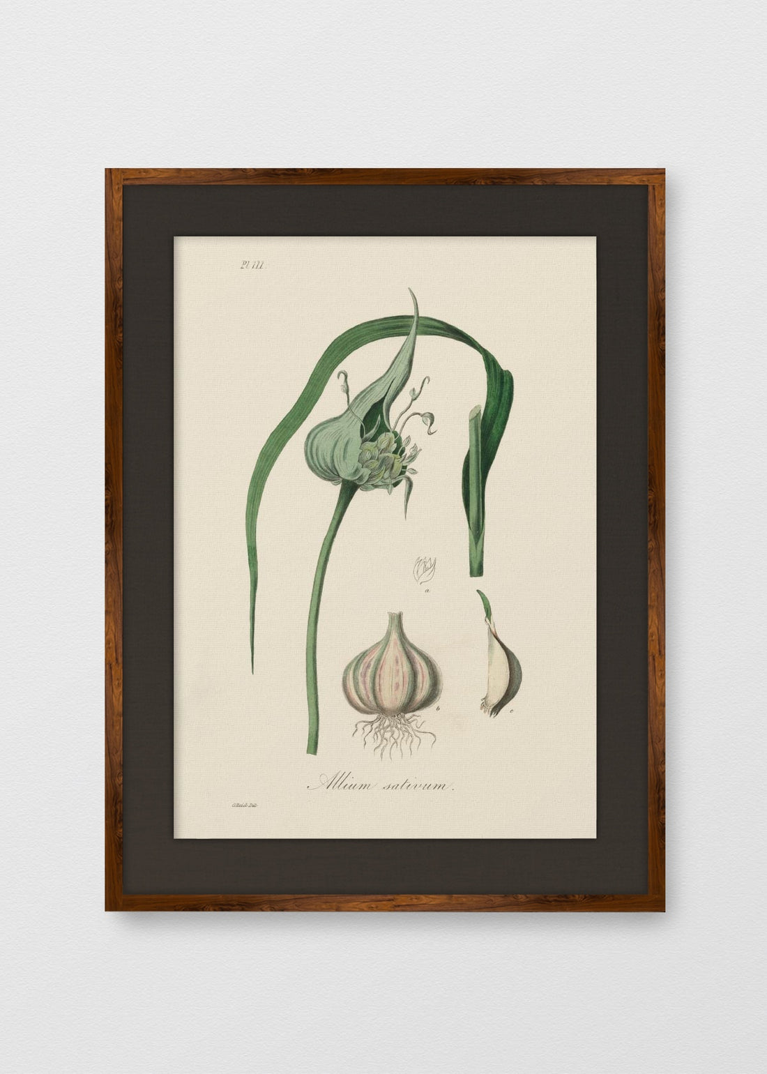 TINTE NOGAL LINO NEGRO