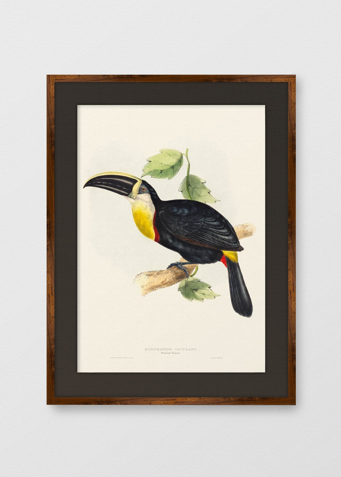 TINTE NOGAL LINO NEGRO