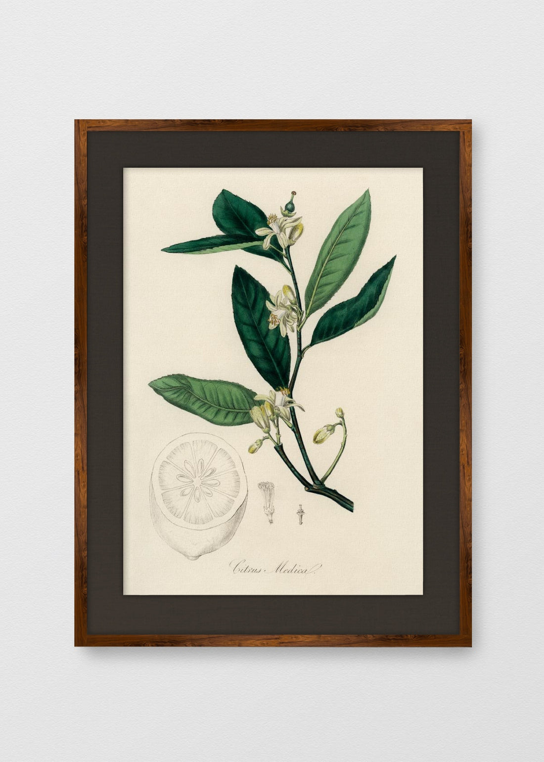 TINTE NOGAL LINO NEGRO