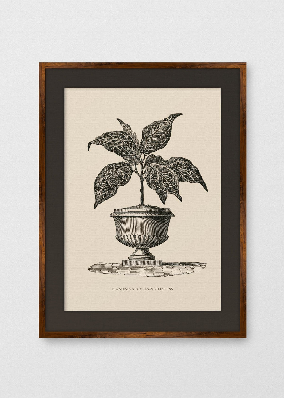 TINTE NOGAL LINO NEGRO