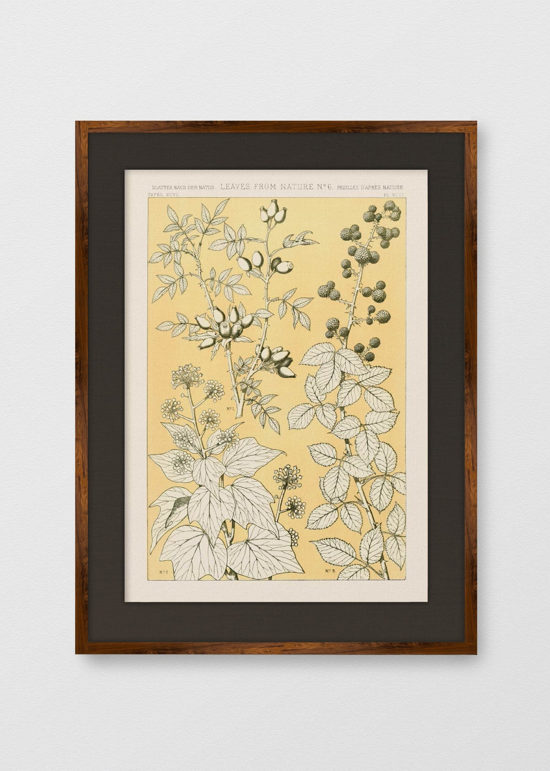 TINTE NOGAL LINO NEGRO