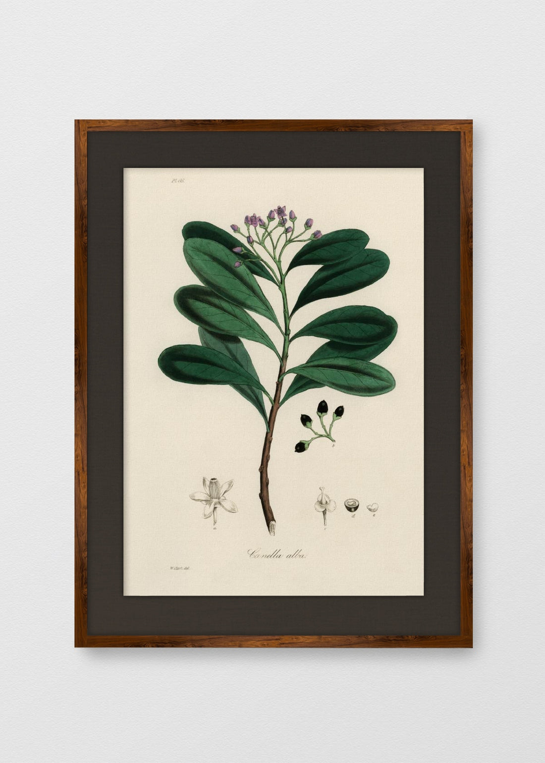 TINTE NOGAL LINO NEGRO