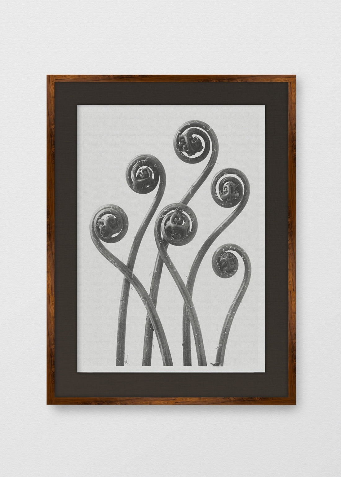 TINTE NOGAL LINO NEGRO