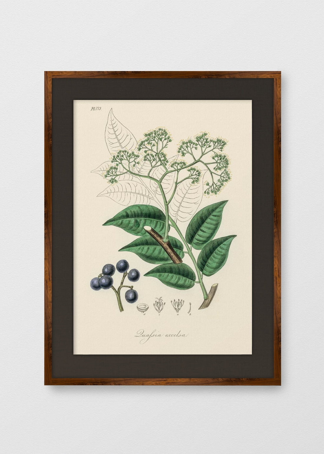TINTE NOGAL LINO NEGRO