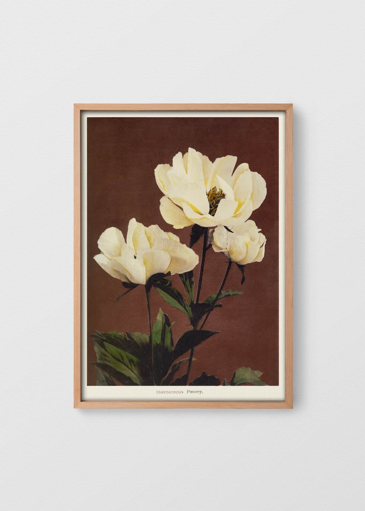 MAÑÍO NATURAL NO