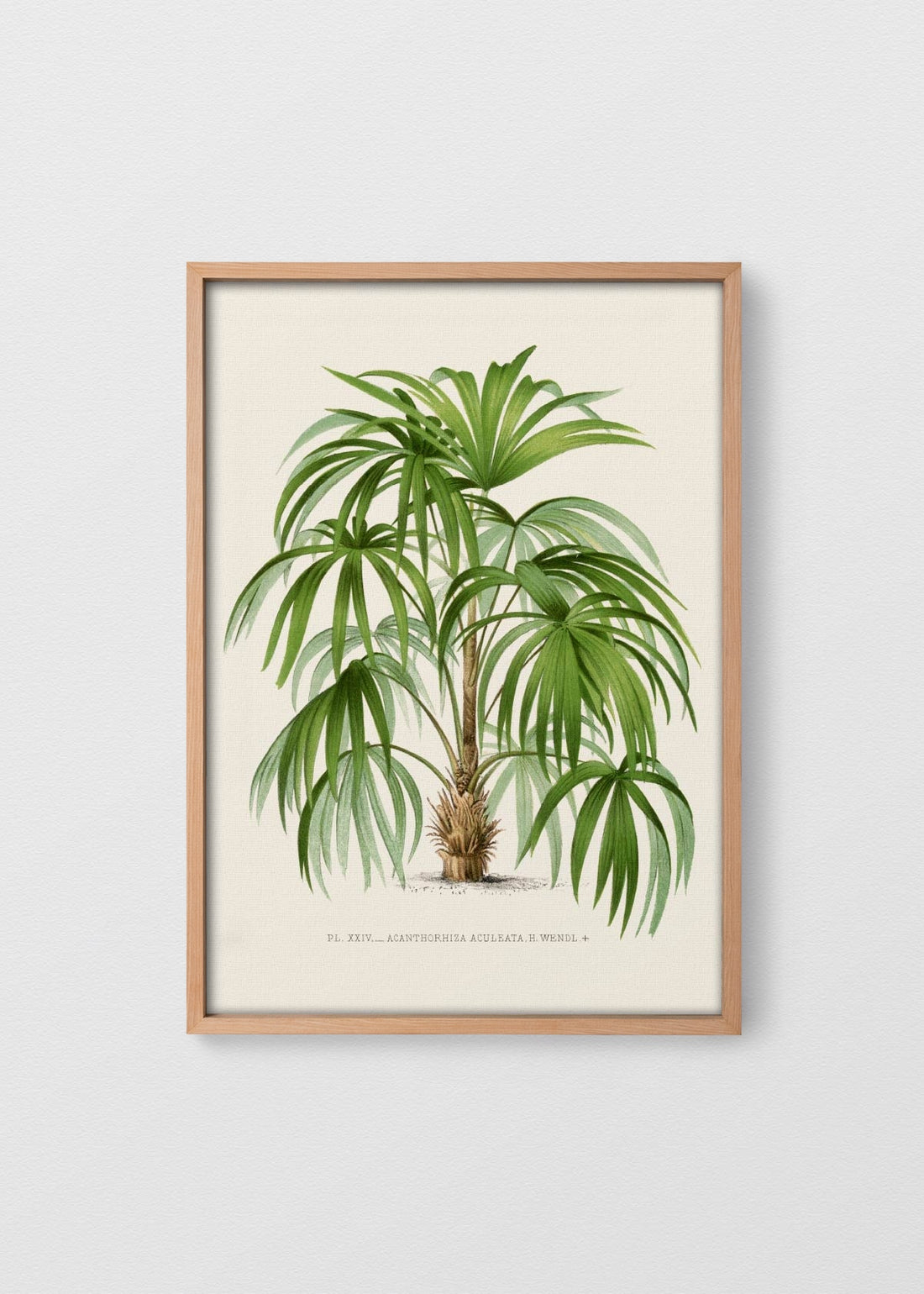 MAÑÍO NATURAL NO