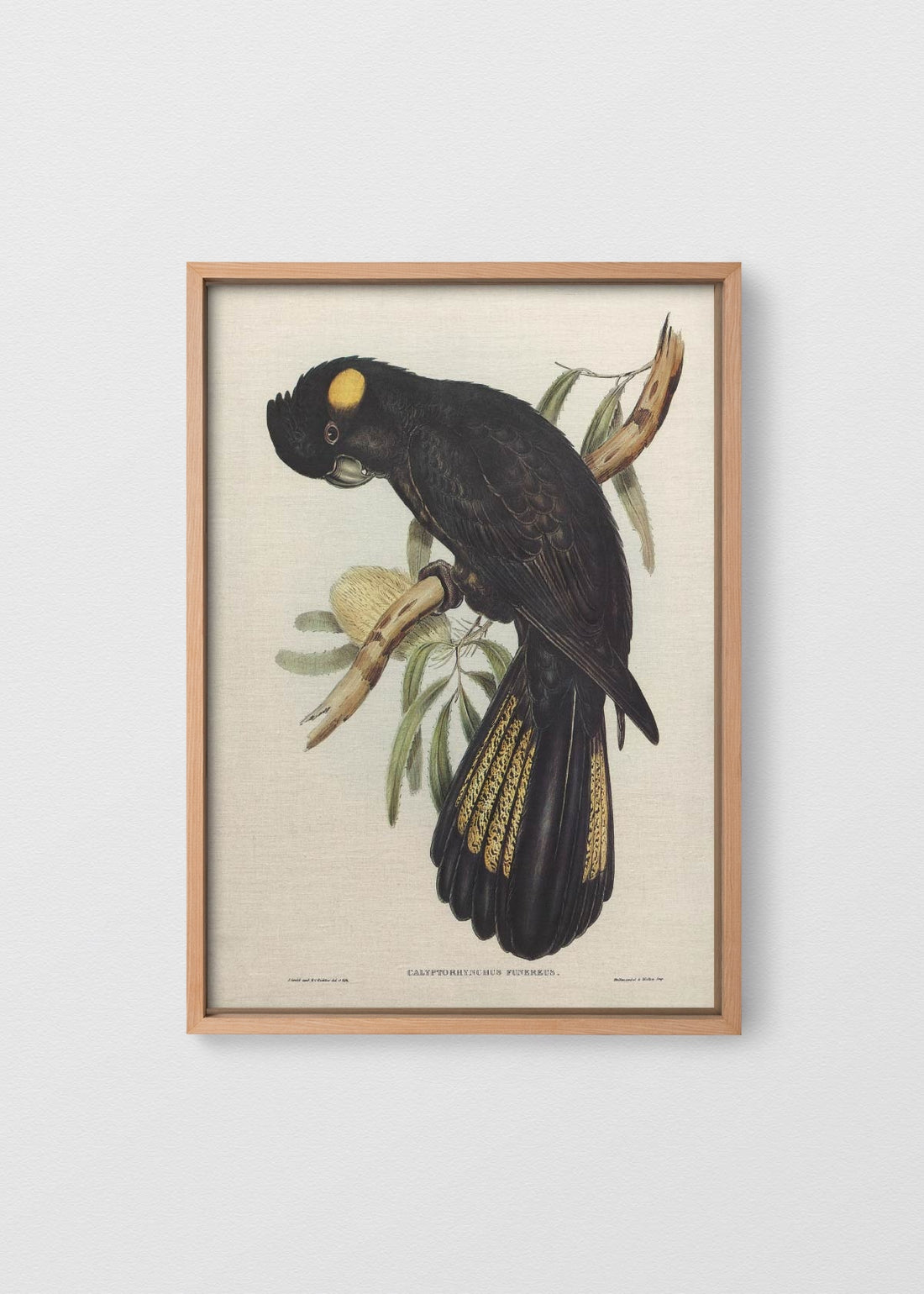 MAÑÍO NATURAL NO