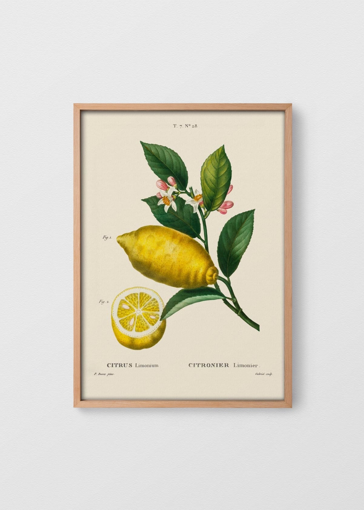 MAÑÍO NATURAL NO