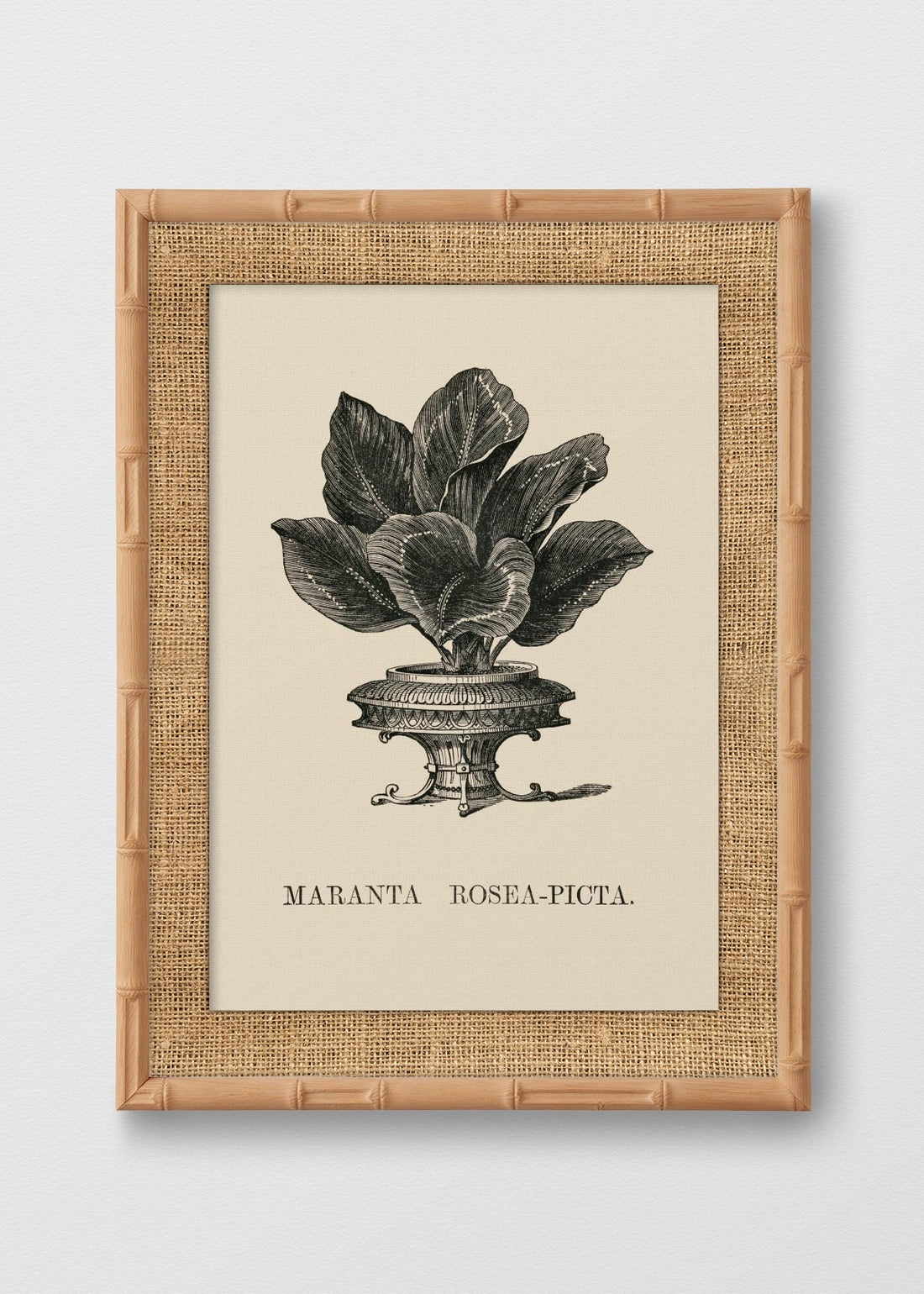 BAMBÚ NATURAL ARPILLERA