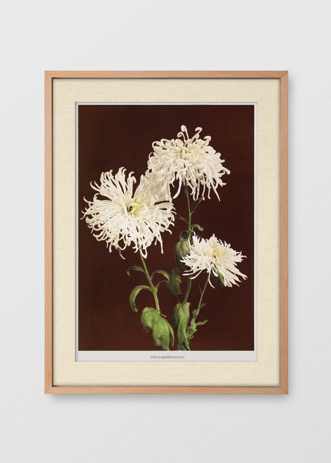 MAÑÍO NATURAL BLANCO INVIERNO