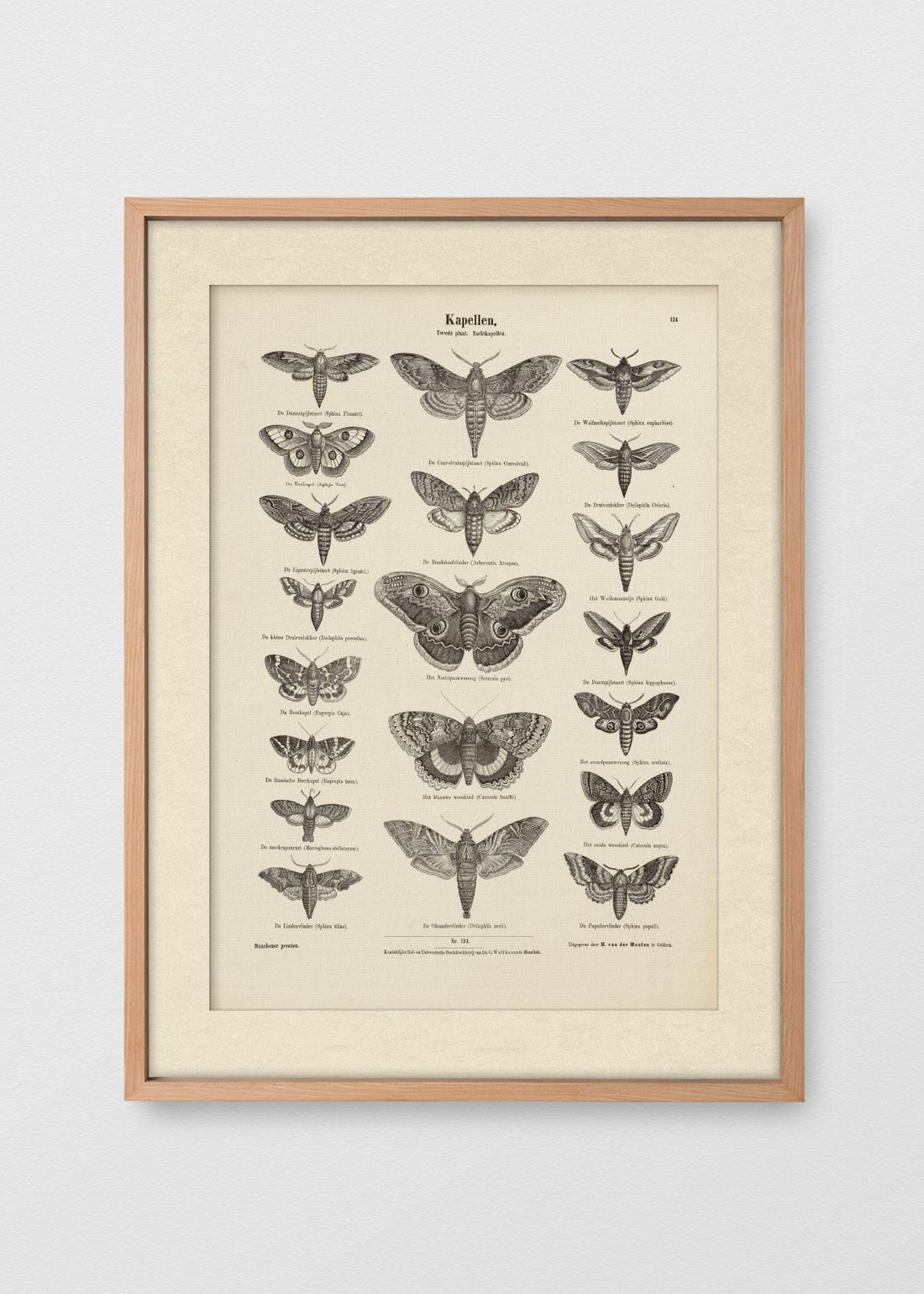 MAÑÍO NATURAL BLANCO INVIERNO