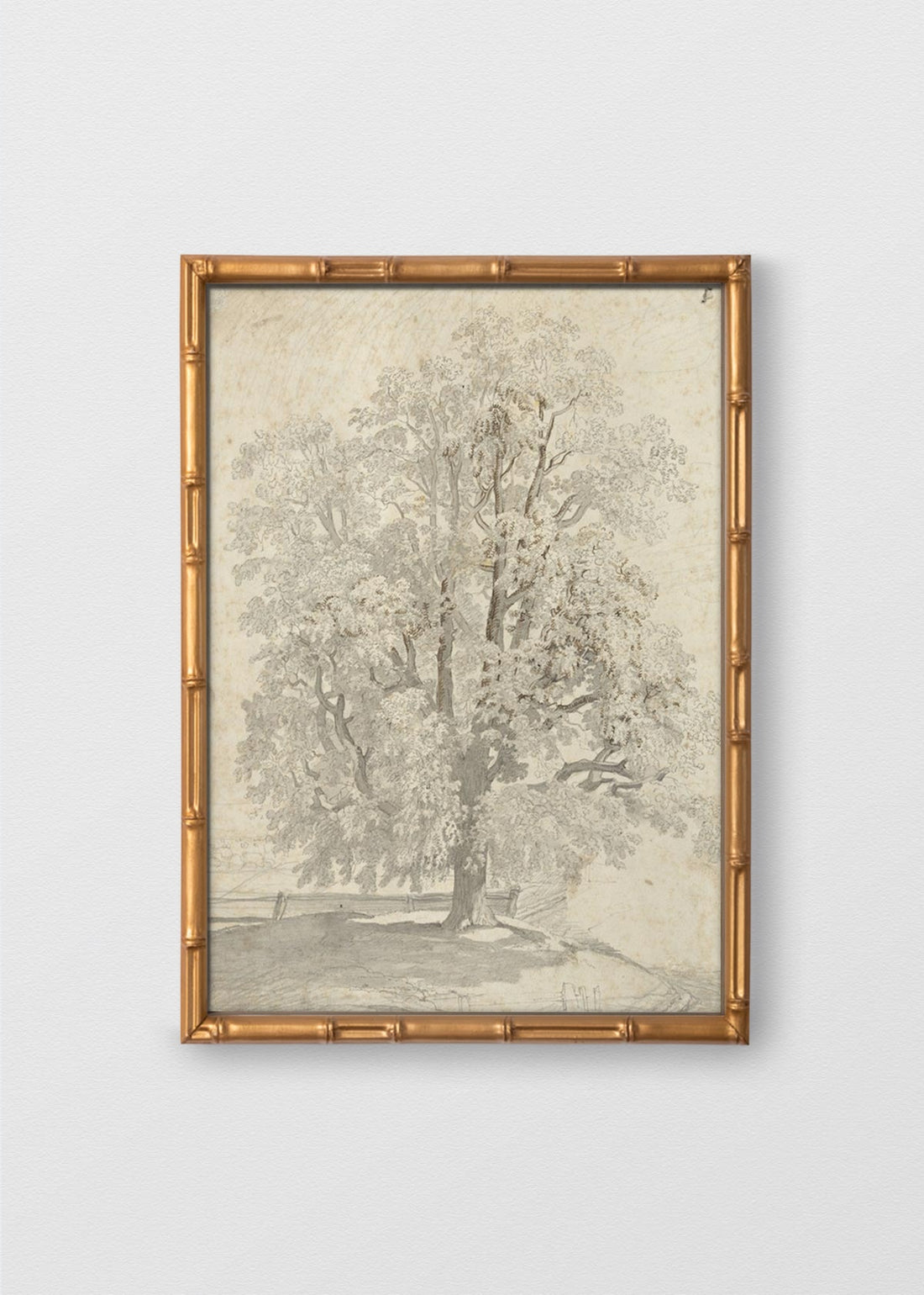 BAMBÚ DORADO ANTIGUO NO