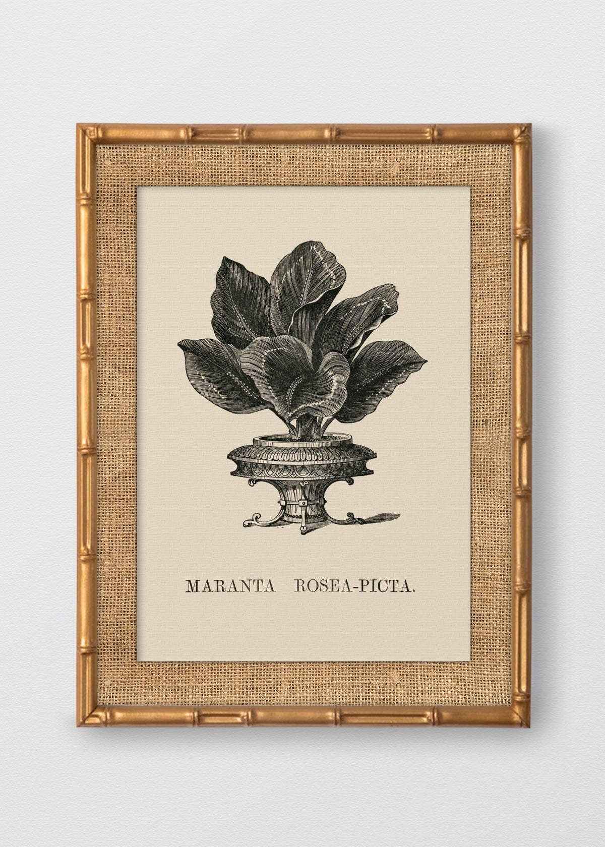 BAMBÚ DORADO ANTIGUO ARPILLERA