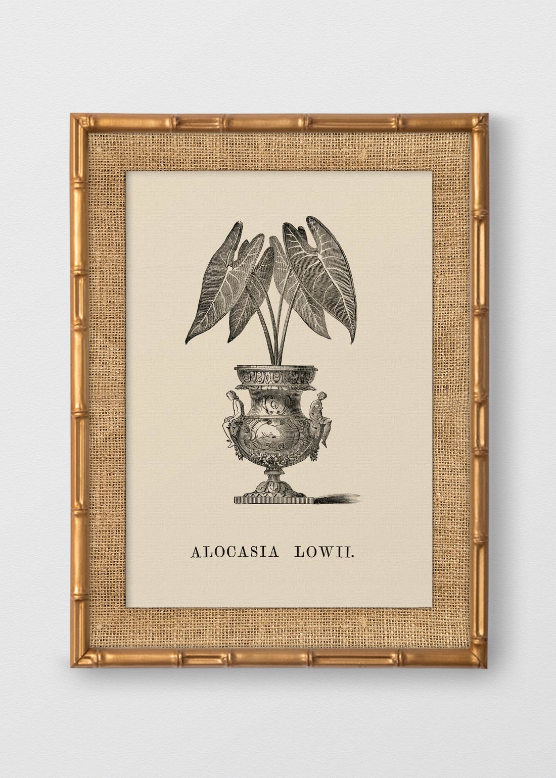 BAMBÚ DORADO ANTIGUO ARPILLERA