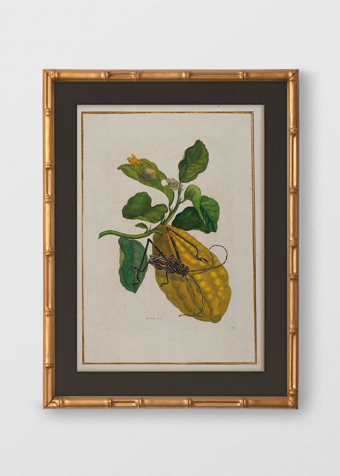 BAMBÚ DORADO ANTIGUO LINO NEGRO