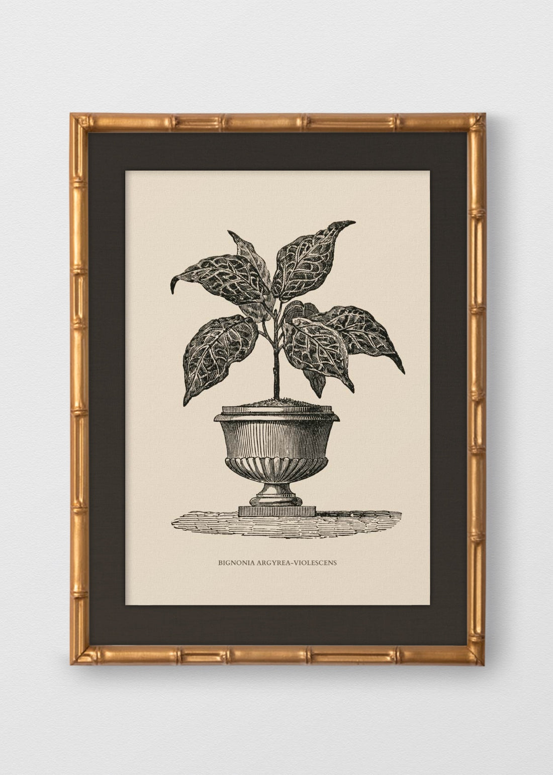 BAMBÚ DORADO ANTIGUO LINO NEGRO