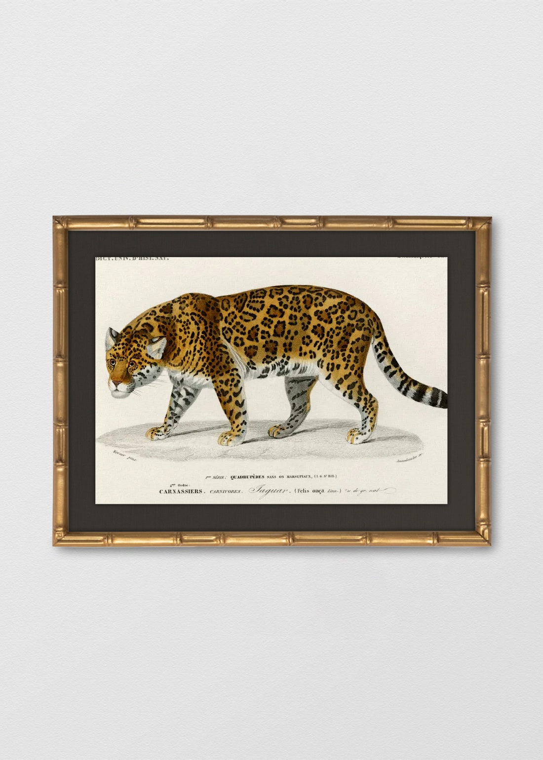 BAMBÚ DORADO ANTIGUO LINO NEGRO