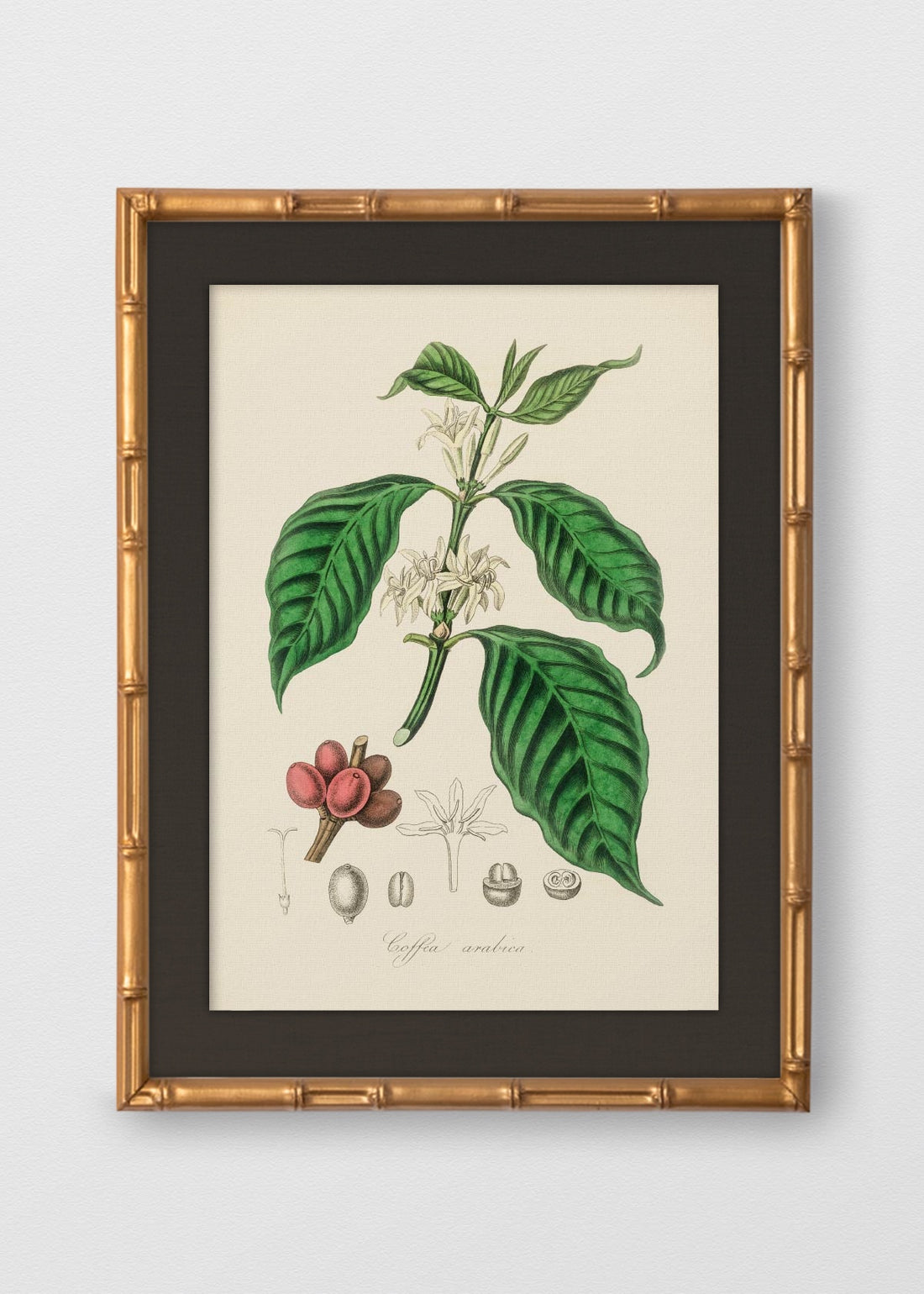 BAMBÚ DORADO ANTIGUO LINO NEGRO