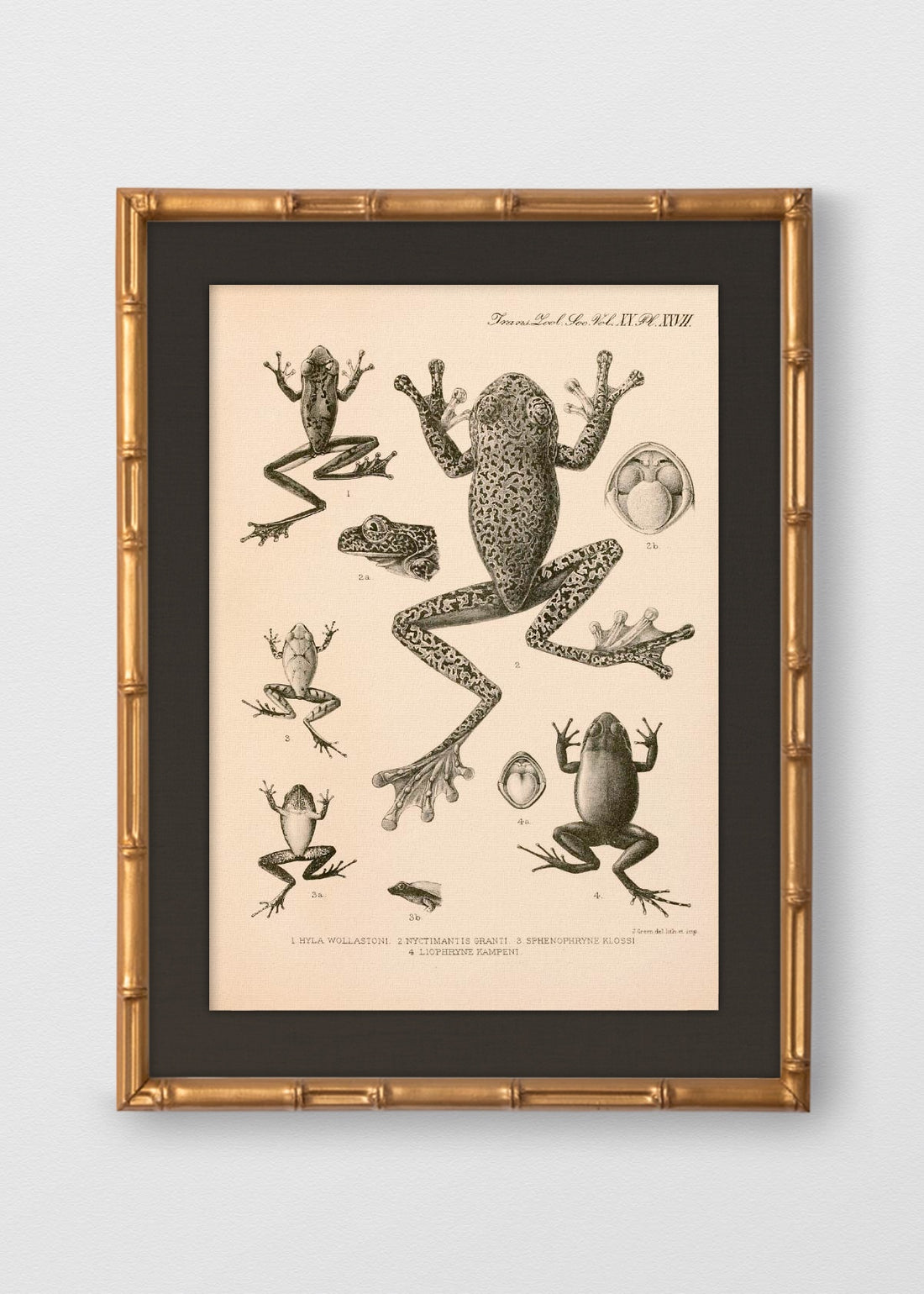 BAMBÚ DORADO ANTIGUO LINO NEGRO